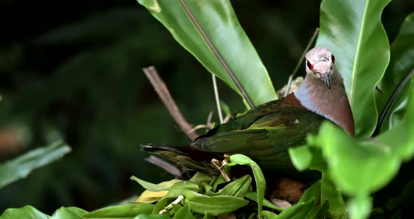 Female pink neck green pigeon in the nest to protect eggs