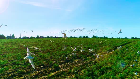 Large Flock Of Birds