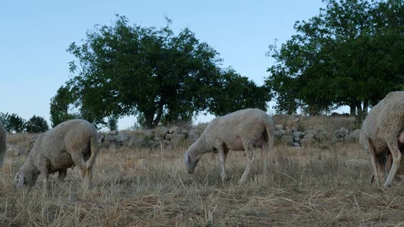 Sheep Grazing Field