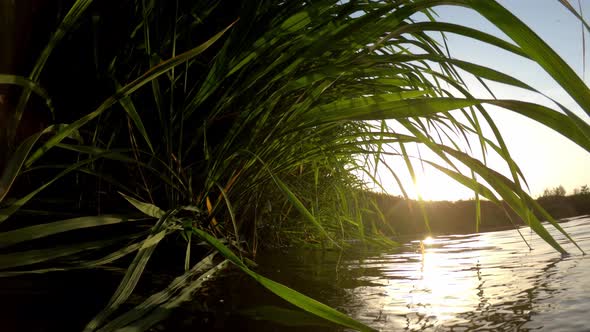 River At Sunset. Shrubs And Thickets. Aquatic Fauna