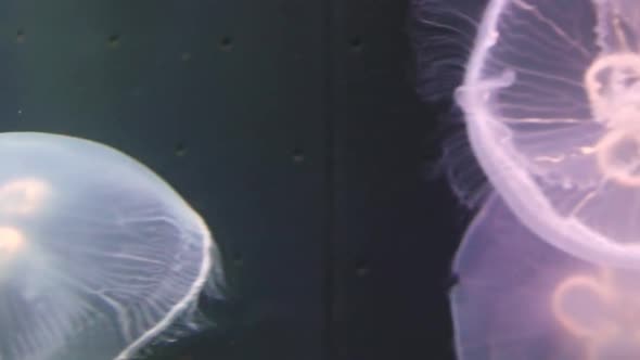 Close Up of Moon Jellyfish