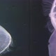 Close Up of Moon Jellyfish - VideoHive Item for Sale