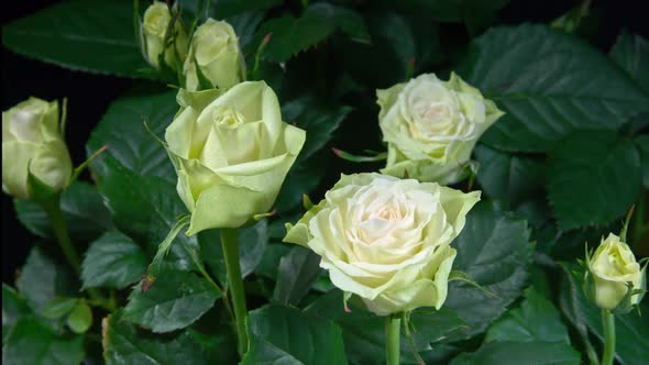 Timelapse of White Roses Grows Blossoms from Buds to Big Flowers on Green Leaves Background