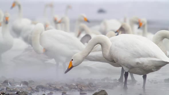 Swans in the Myst Hokkaido Japan