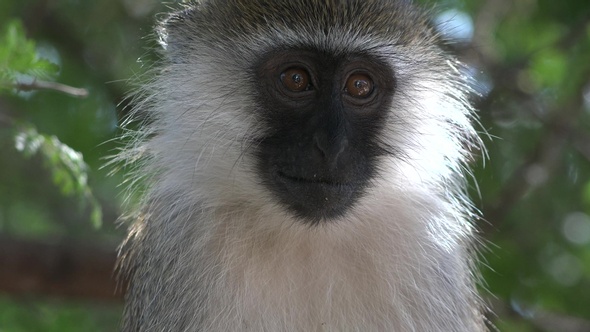 Monkey baby funny scene of wildlife in exotic forest. Portrait monkey on trees. Video Close-up.