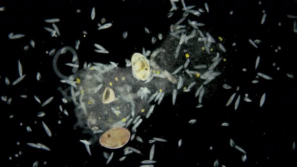 Colony infusorium Ciliophora of the genus Paramecium under a microscope, order Peniculida