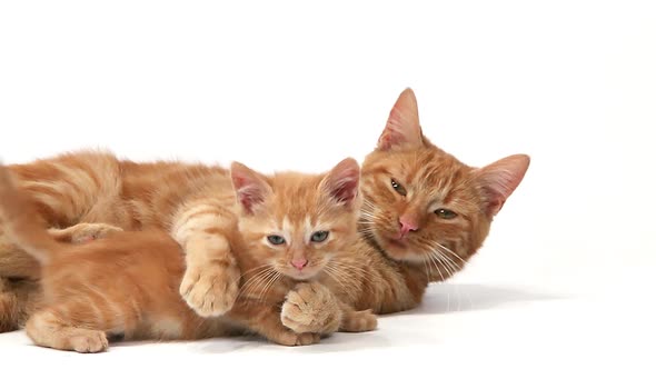 750394 Red Tabby Domestic Cat, Female with Kitten against White Background, Slow motion