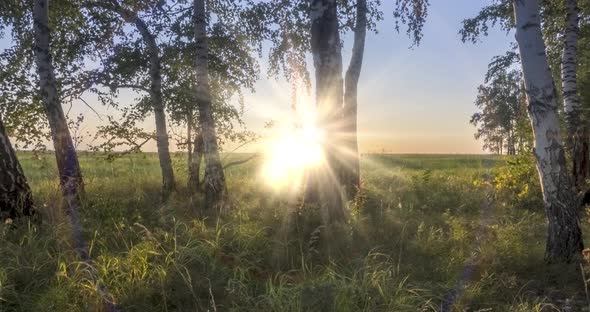 Meadow Timelapse at the Summer or Autumn Time. Rural Field Witch Sun Rays, Trees and Green Grass