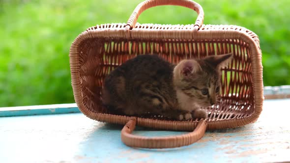 A Little Striped Grey and Red Kitten Sits in the Basket and Sniffs Wooden Basket Outdoor on a Green