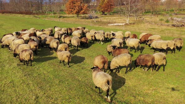 Herding sheep in sunny day. 