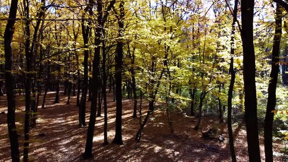 Aerial drone view of a flying in the autumn park.