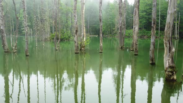 Beautiful Unusual Nature Landscape Magical Morning in Misty Forest Dead Trees in Lake Aerial View