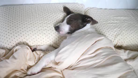 Dog Sleeping On Pillow In Human Bed