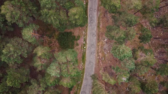 Pine Forest From Above, Fall Season, Forest Road