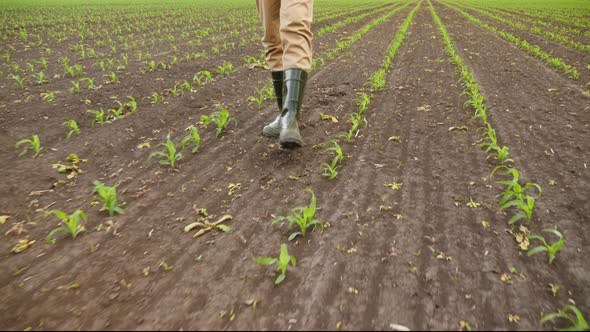 Farmer Walking Through Corn Plants Rows in Cultivated Field