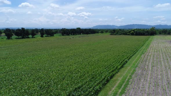 4k Aerial Drone flight over corn plant field.