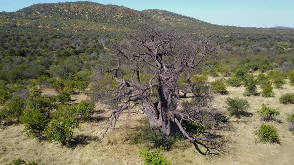 Baobab tree in green bush land with hills in Africa, Aerial Spinning Shot