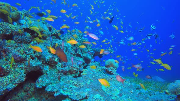 Underwater Tropical Colourful Fish