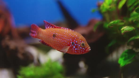 View of rayfishes, close-up in the ocean. theme ecology and fauna of the oceans