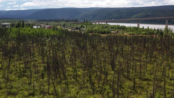 Drone flying over leafless dead Alaska forest to Yukon River Camp during summer near Yukon river bri