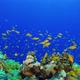 Tropical Fish on Vibrant Coral Reef - VideoHive Item for Sale