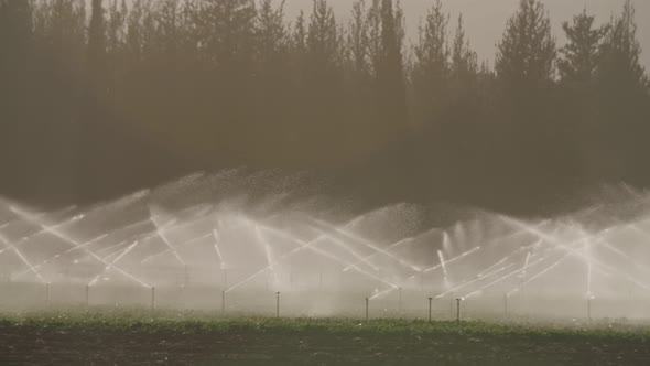 Slow motion of many impact sprinklers irrigating a field during sunset