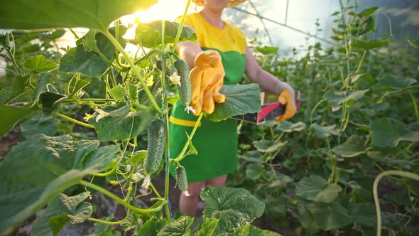 Woman picks cucumbers in a greenhouse. organic growing business