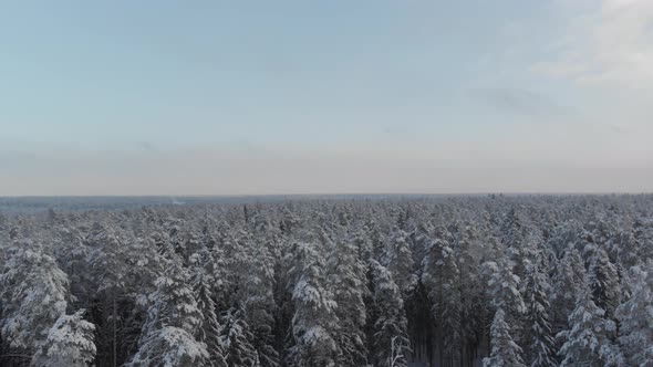 Drone footage snow covered trees. Blue sky