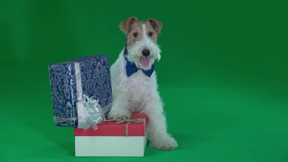 Fox Terrier Sits Next To Two Gifts Green Screen