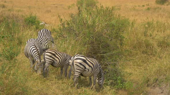 Plains zebras grazing in Masai Mara