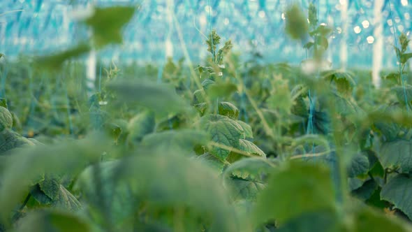 Green Tied Up Plants of Cucumbers in the Greenery