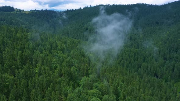 Flying Over The Cloudy Evening Forest 4