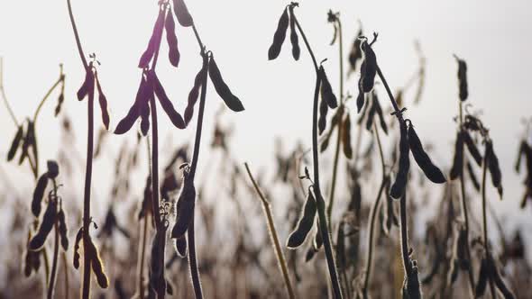 Soybeans in the Field Are Ready for Harvest. Pods of Dry and Ripe Beans on a Hot Summer Day