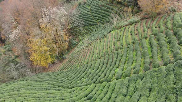 Autumn And Tea Gardens