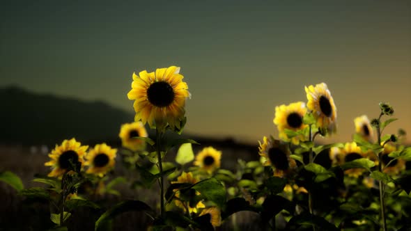 Sunflower Field on a Warm Summer Evening