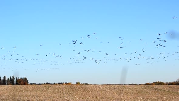 Flock of thousands of migratory birds flying in unison through dry rainfed fields of Canada.