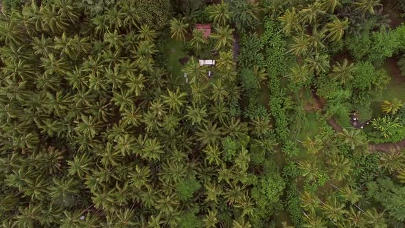 Aerial view of residential area surrounding by palm trees, Bali, Indonesia.