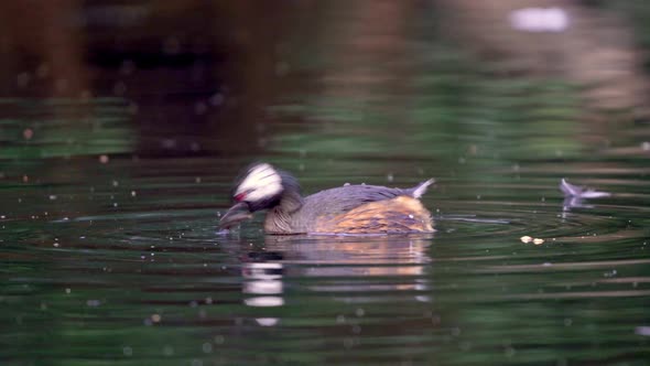 Close up shot of a White-tufted grebe on a pond holding a small catfish on his bill