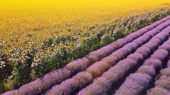 Aerial View of Sunflowers with Lavender Fields at Sunset