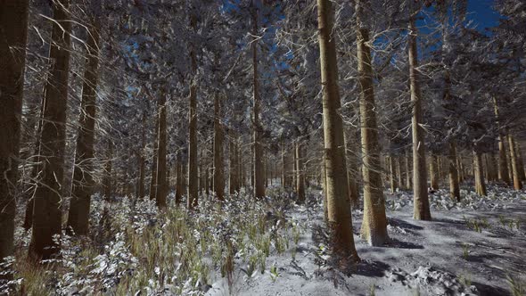 Winter Landscape with a Coniferous Forest in Beams of Sunset