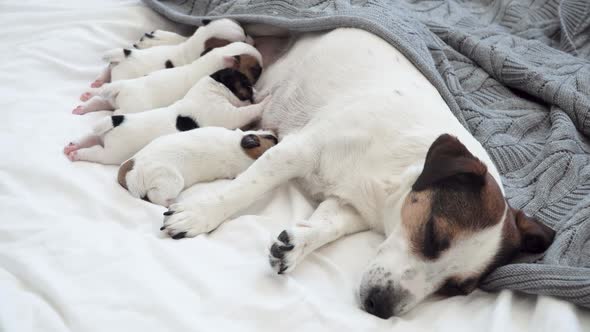 Newborn Puppies Sucking Dog Milk