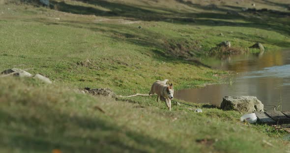 Running Funny Through the Grass a Cute Little