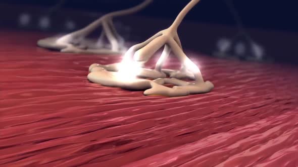 Animated video showing how Human Muscles and Nervous System works