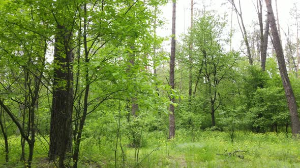 Summer Forest with Pine Trees Slow Motion