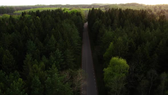 Fly over empty road, dark coniferous forest