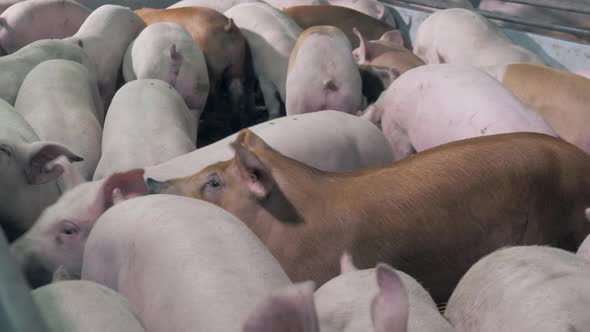 Piglets of Different Colour Are Crowding in the Farm Yard