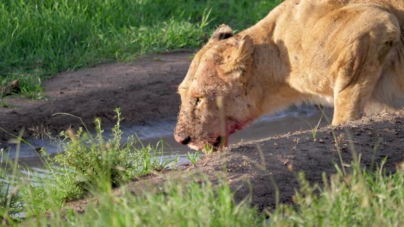 African Wild Lioness With A Bloodied Face Drinking Water From A Puddle Close Up