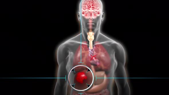 Human Internal Organs Pancreas with Gallbladder Anatomy Animation Concept. 3D