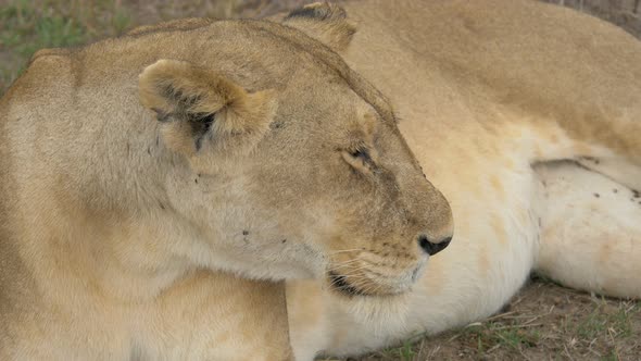 Close up view of a lioness 