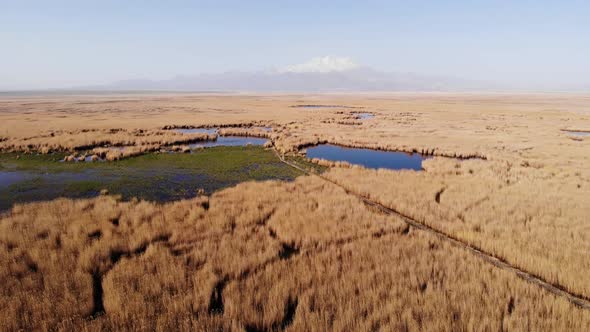 Swamp Among Reed Plants